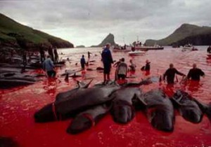 veľryby krvácajú