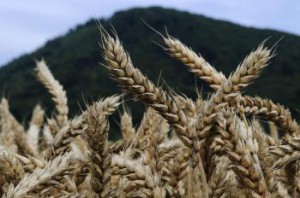 Bohaté klasy pšenice v Šarišských Michaľanoch
