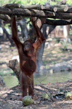Orangutania samica Tori už nebude mať kontakt s ľuďmi a ich zlozvykmi