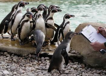 Úhyn tučniakov migrujúcich z Patagónie je varujúci. Poukazuje na dôsledky zmeny oceánskych prúdov s následnými výraznými zmenami počasia.