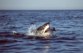 Žralok biely ulovil tuleňa