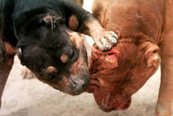 Pitbuly, bojové psy, bývajú v latinoamerických krajinách chované na zápasy. Kvôli ich ťažkej povahe bývajú nebezpečné i pre ľudí