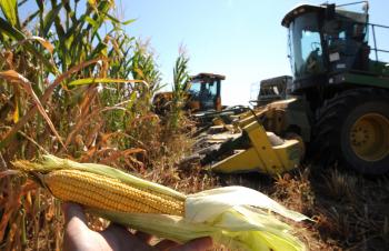 Predčasný zber kukurice na siláž kvôli suchu
