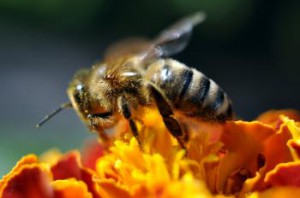 Včielka si sadá na prirodzené či modifikované potraviny. Peľ ako peľ a med ako med