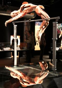 Plastinované ľudské telo z výstav Human Body