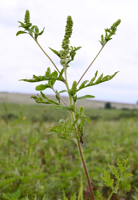 Ambrózia palinolistá (Ambrosia artemisiifolia) je invázna rastlina, pôvodom zo severnej Ameriky. Podľa zákona by sa mala táto bylina likvidovať