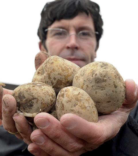 Na snímke geneticky modifikované zemiaky 