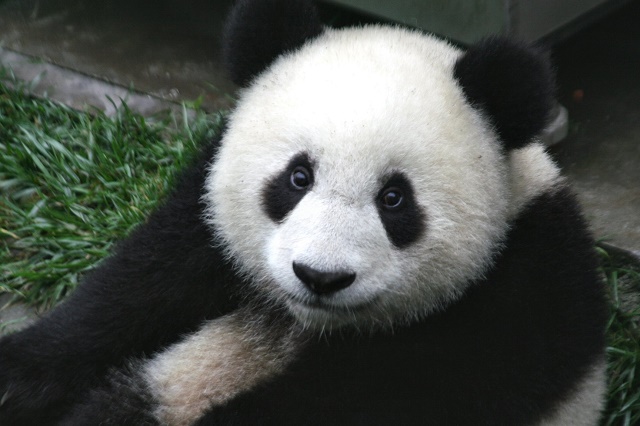 Panda veľká je známy ohrozený živočíšny druh