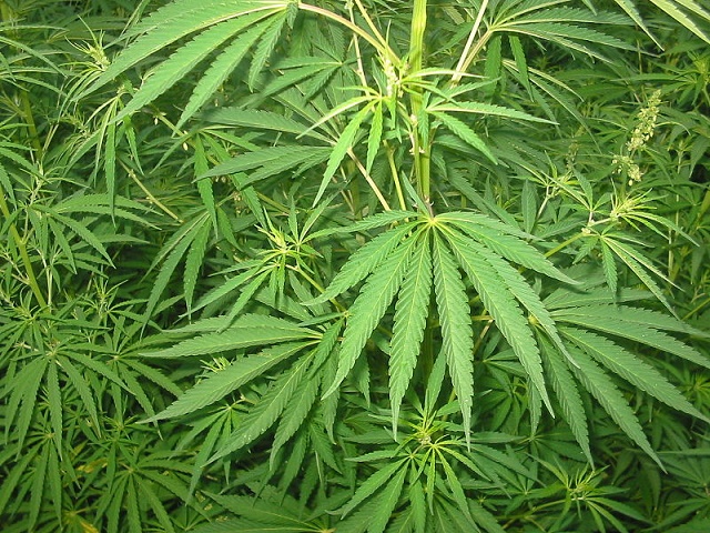 Na snímke konope (kanabis), z ktorej sa vyrába marihuana