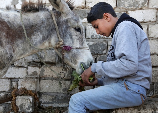 Na snímke farmár Ahmed Ajman kŕmi svojho somára pred tréningom