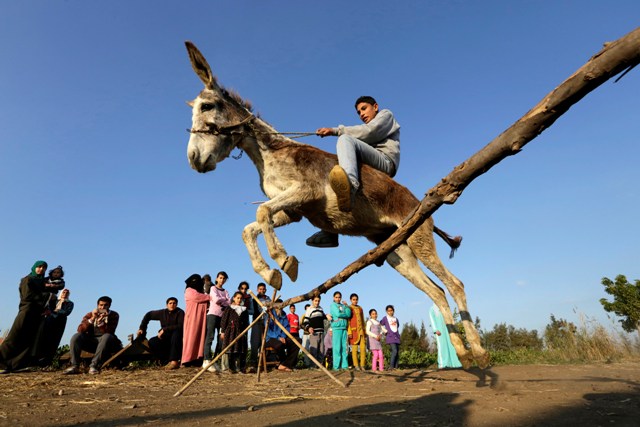 Na snímke farmár Ahmed Ajman skáče so svojím somárom