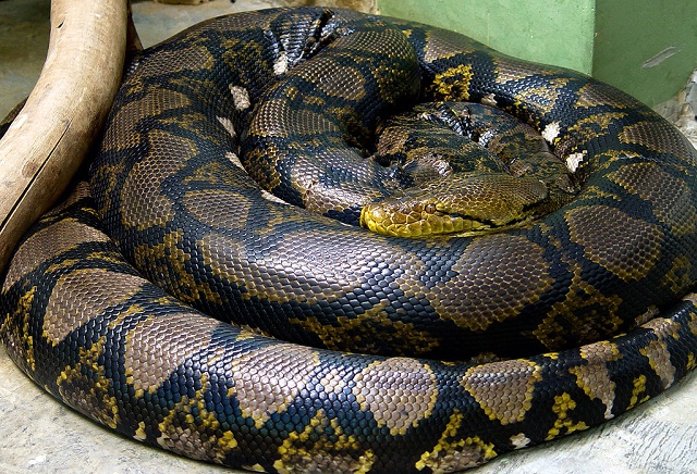 Na snímke Pytón mriežkovaný. Tento druh nejedovatých hadov patrí medzi najdlhšie 