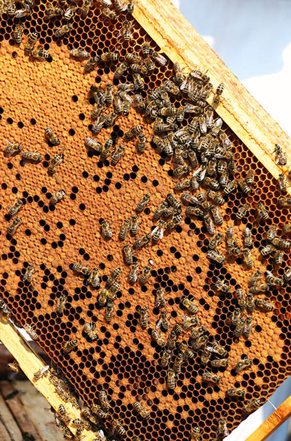 včelí plást s novými plôdikmi
