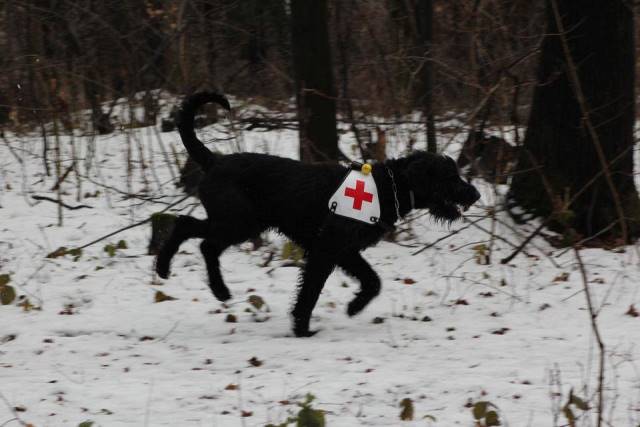Na snímke jeden zo záchranných psov