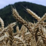 Bohaté klasy pšenice v Šarišských Michaľanoch