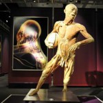Výstavu The Human Body si možno pozrieť na bratislavskom výstavisku Incheba