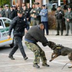 Policajný pes v akcii