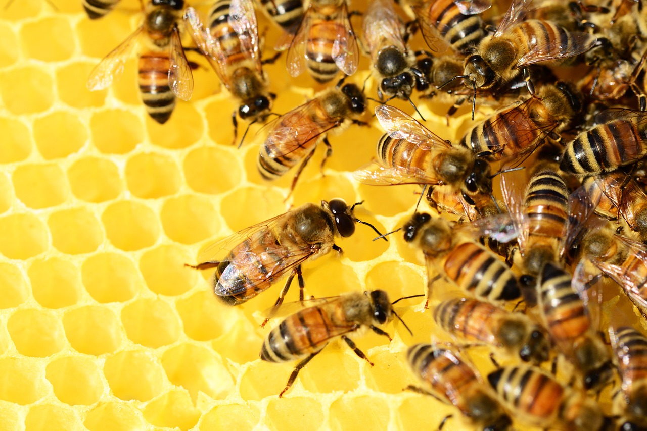 Vláda USA schválila použitie prvej vakcíny pre včely medonosné na svete
