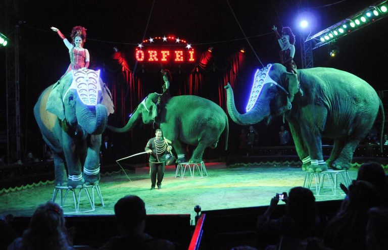 cirkus slony