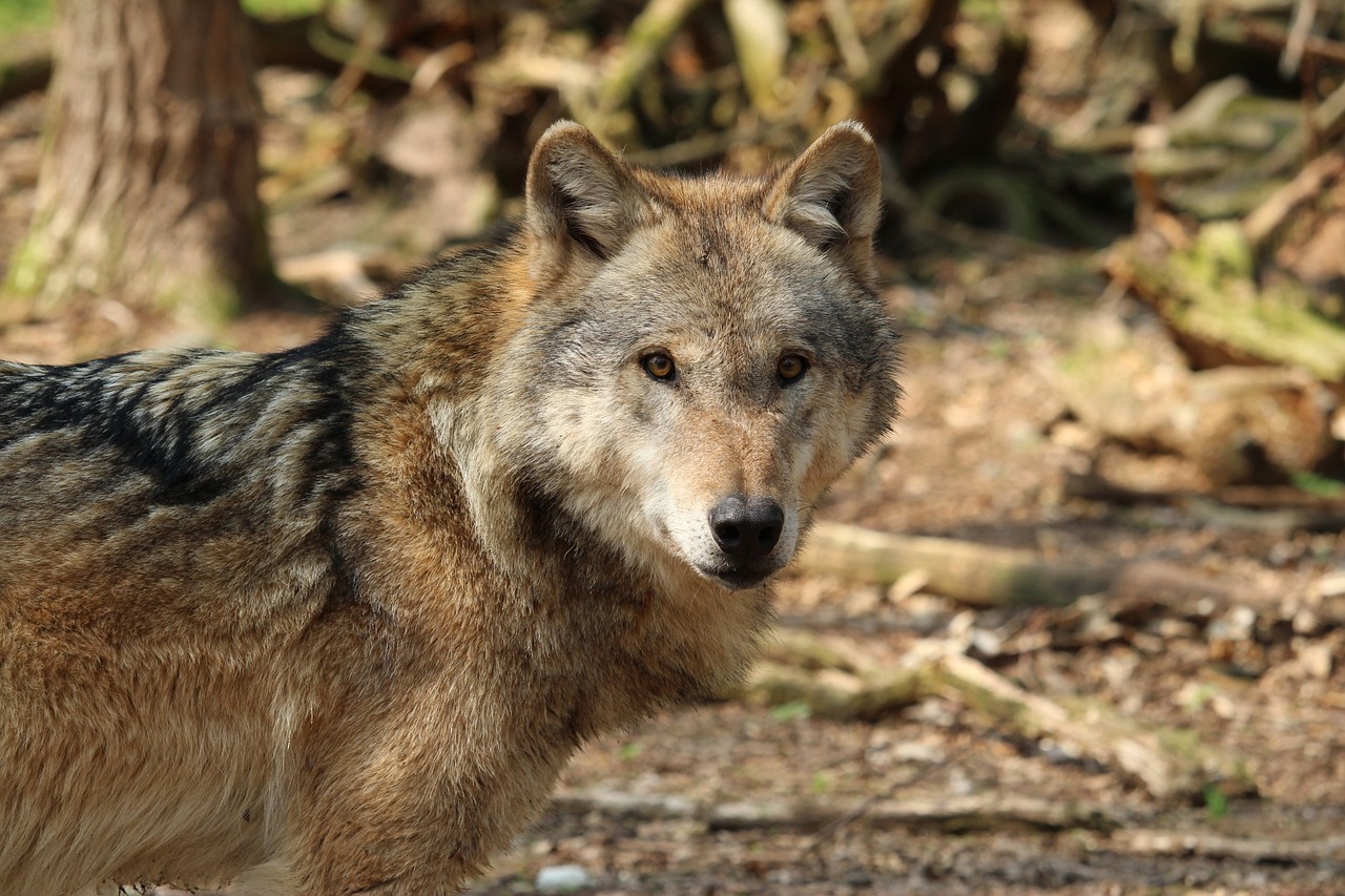 Budaj a ďalších 11 ministrov životného prostredia žiada ochranu vlka sivého