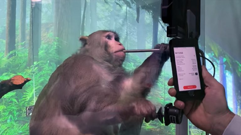 deväťročný makak menom Pager s čipom Neuralink vloženým do každej strany mozgu, ktorý interaguje s počítačom