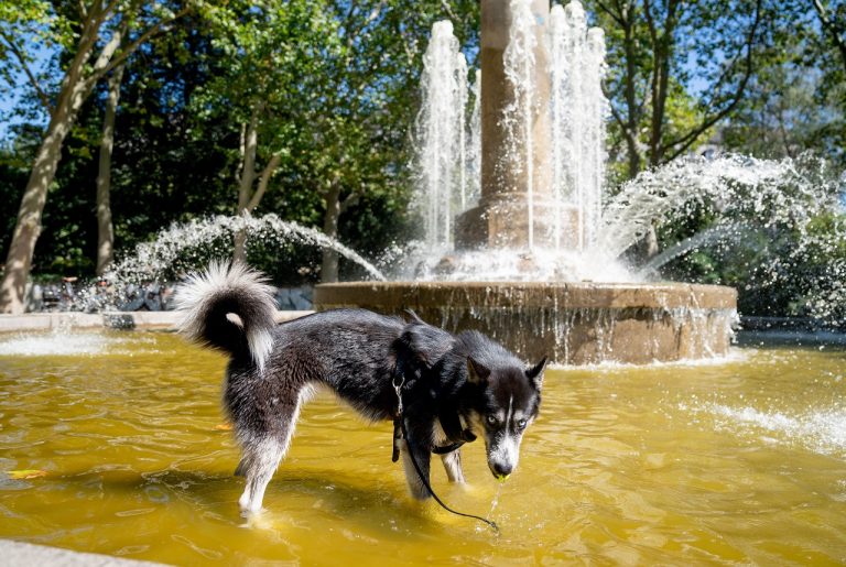 pes vo fontáne, horúčava