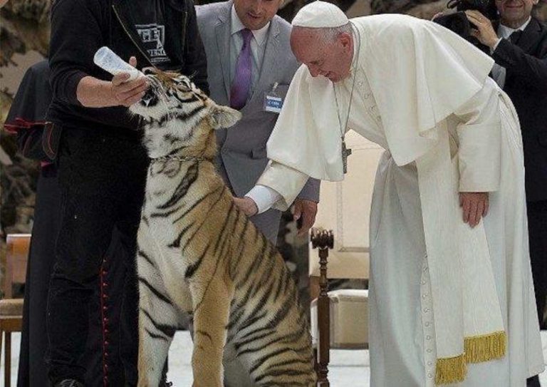 pápež a tiger