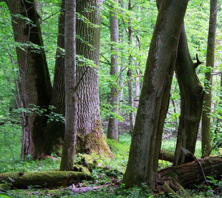 Bielovežský prales