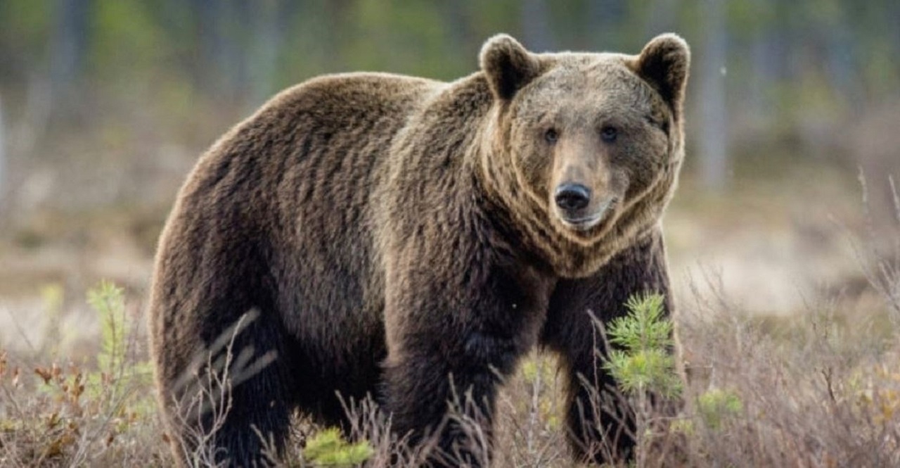 Mladý medveď uhryzol bežca v Kanianke, polícia vyzvala na opatrnosť