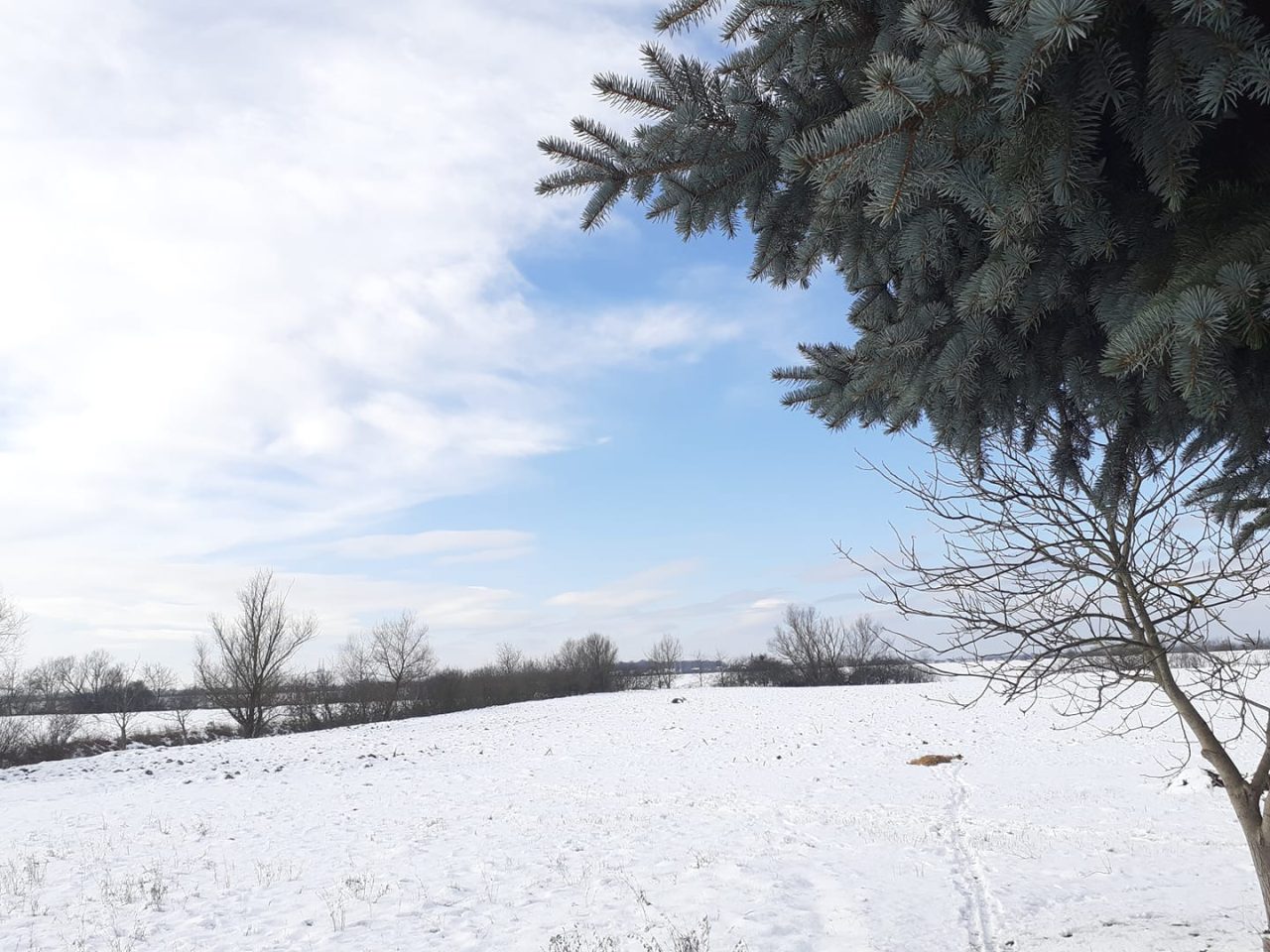 sneh stromy polooblačno