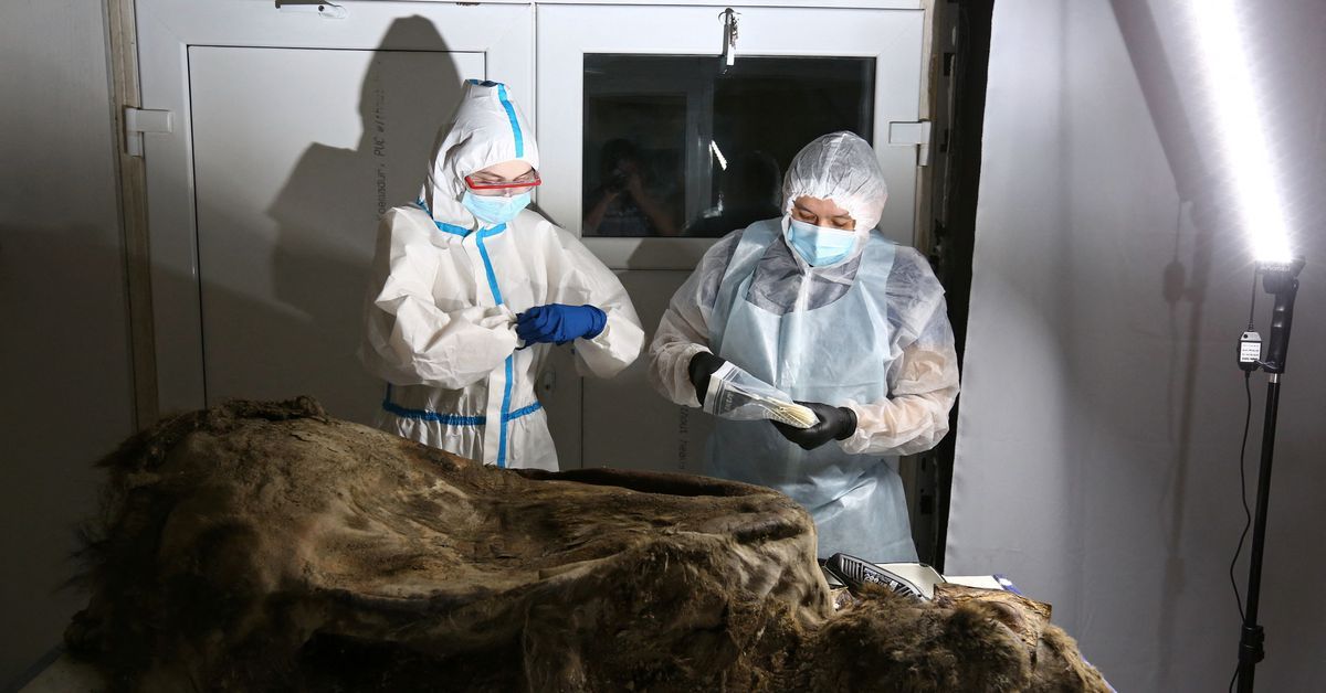 Unikátny nález: Pastieri objavili 3500 rokov starého medveďa