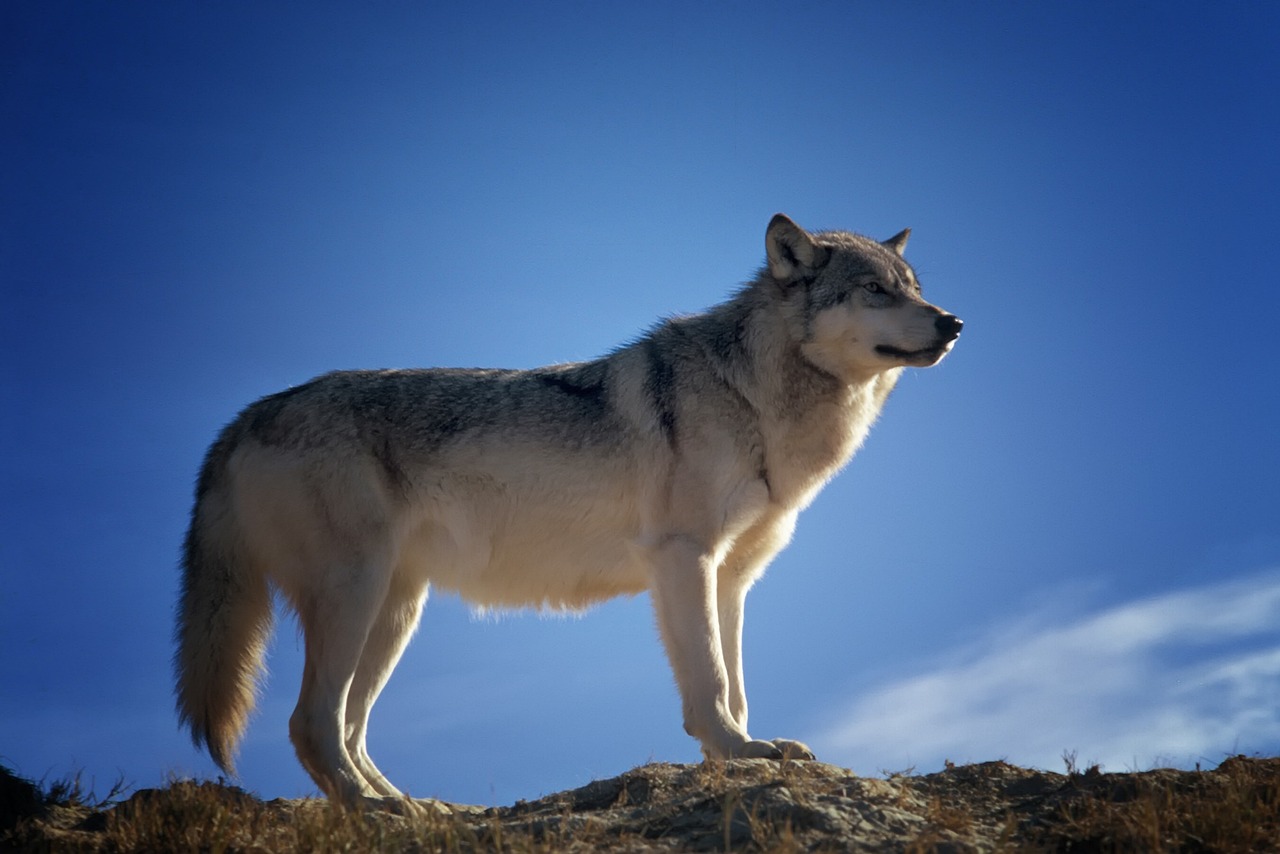 Celoplošné kvóty na odstrel vlka neprinesú želaný efekt zníženia škôd, tvrdí Štátna ochrana prírody