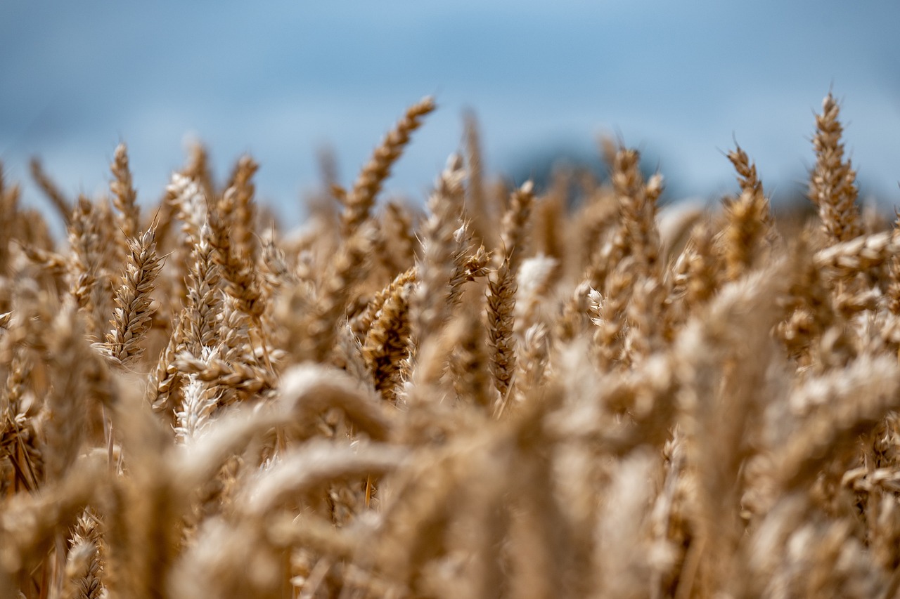 Slovenskí mlynári vstupujú do roku 2024 s takmer ideálnymi  zásobami pšenice na výrobu múky