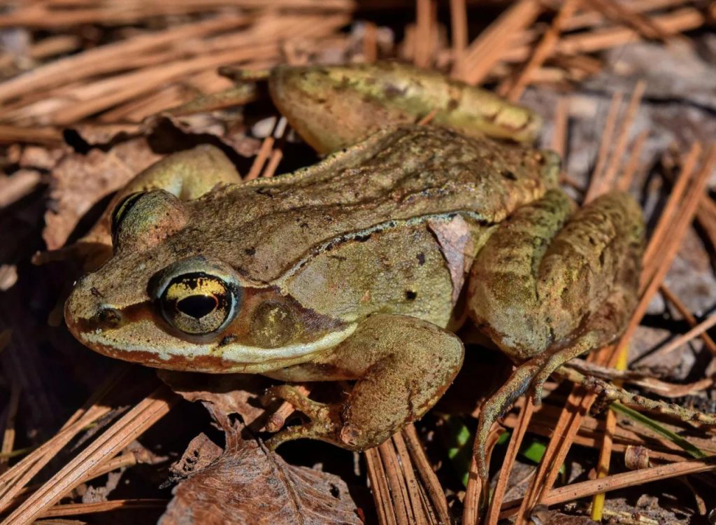 Lesná žaba Rana Sylvatika