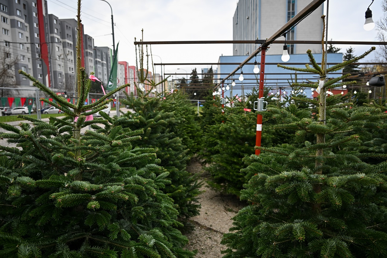 Pri preprave vianočného stromčeka sa musia zachovať predpisy a pravidlá