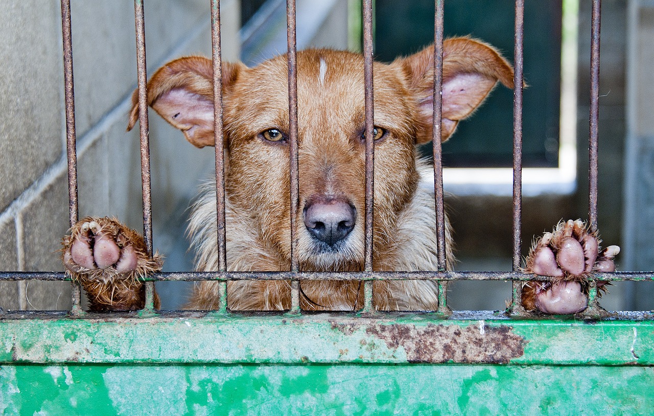 Na protest proti zákazu produkcie psieho mäsa hrozia juhokórejskí farmári vypustením 2 miliónov psov