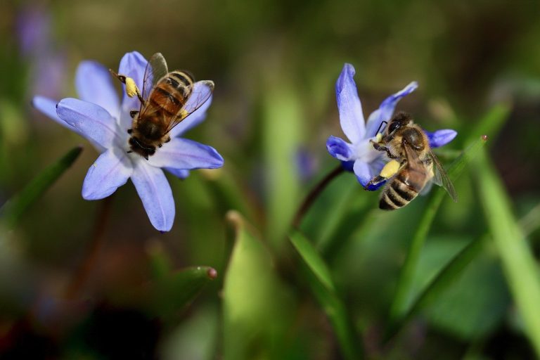 peľ, včely