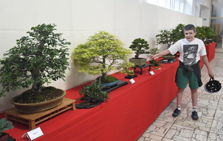 Výstava bonsajov