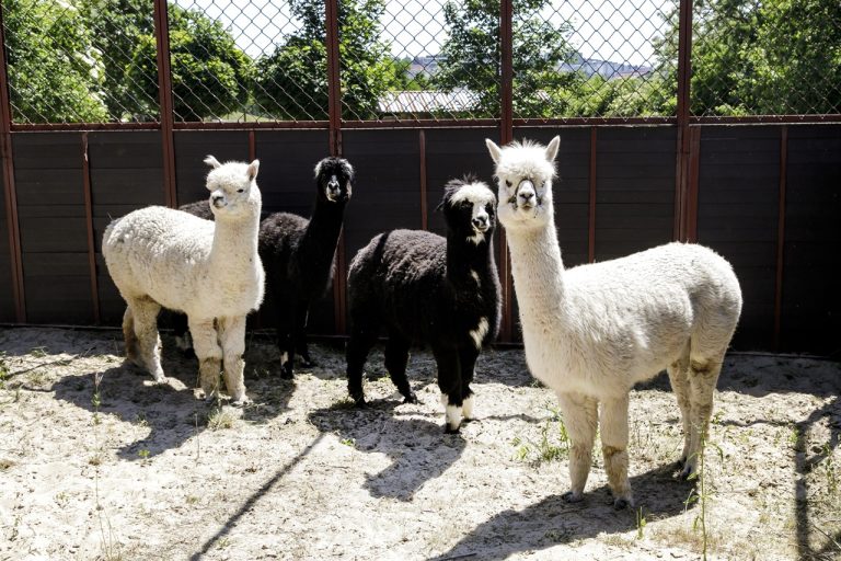 lama alpaka zoo Bratislava