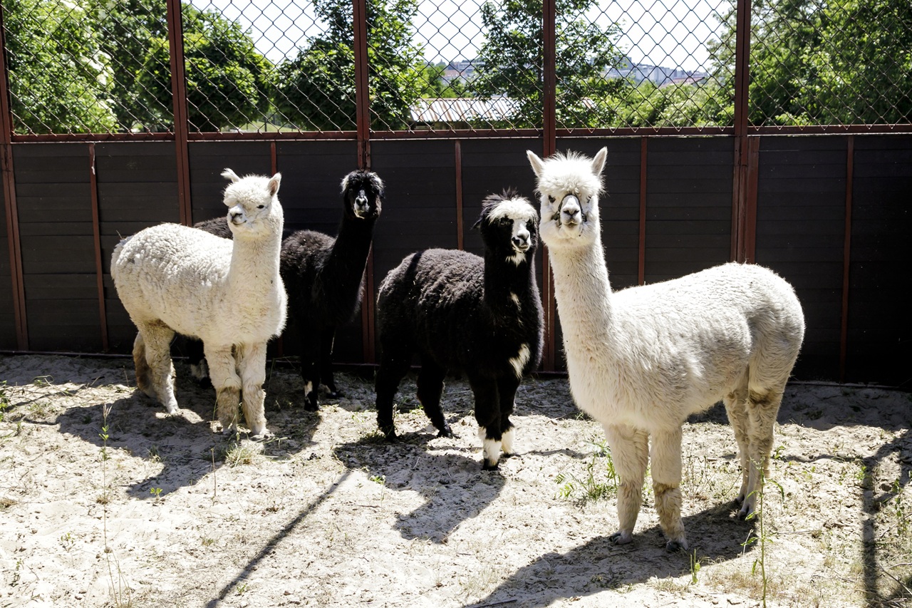 lama alpaka zoo Bratislava