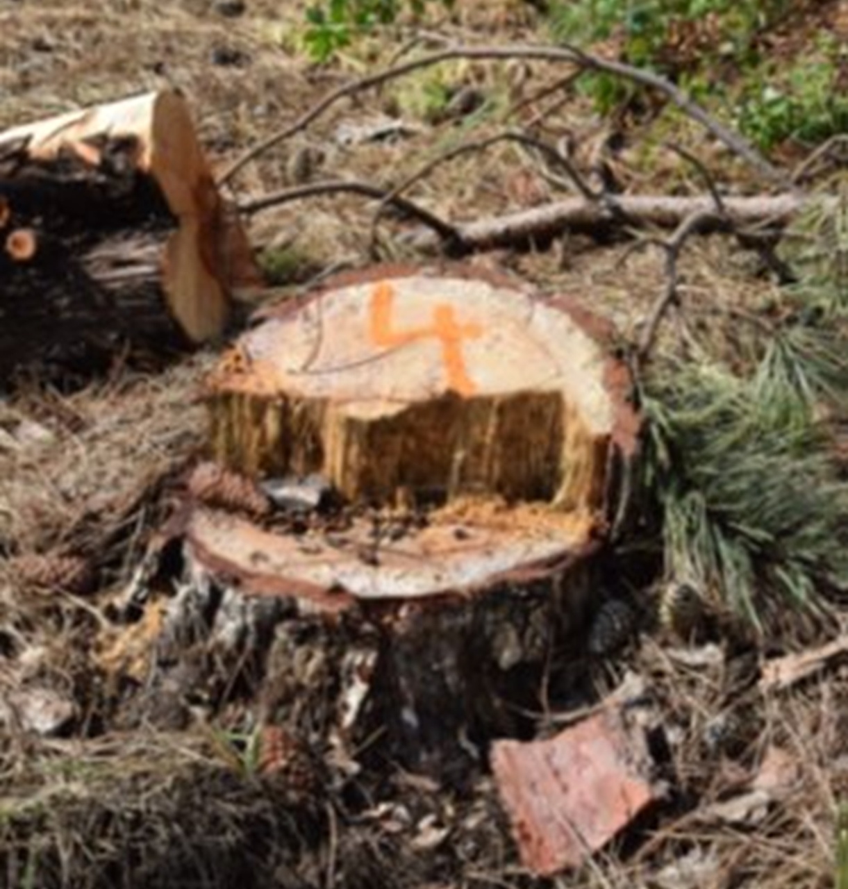 Enviropolícia obvinila 29-ročného muža za protiprávny výrub 28 borovíc