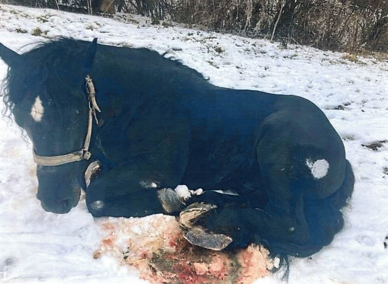 Za týranie koňa hrozí 65-ročnému mužovi trojročné väzenie