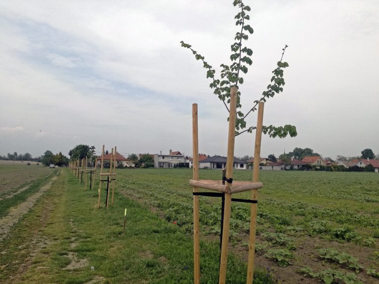 lipa malolistá (Tilia cordata)