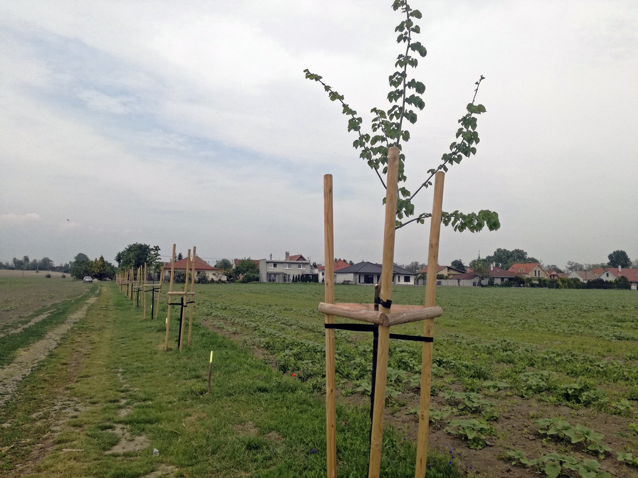 lipa malolistá (Tilia cordata)
