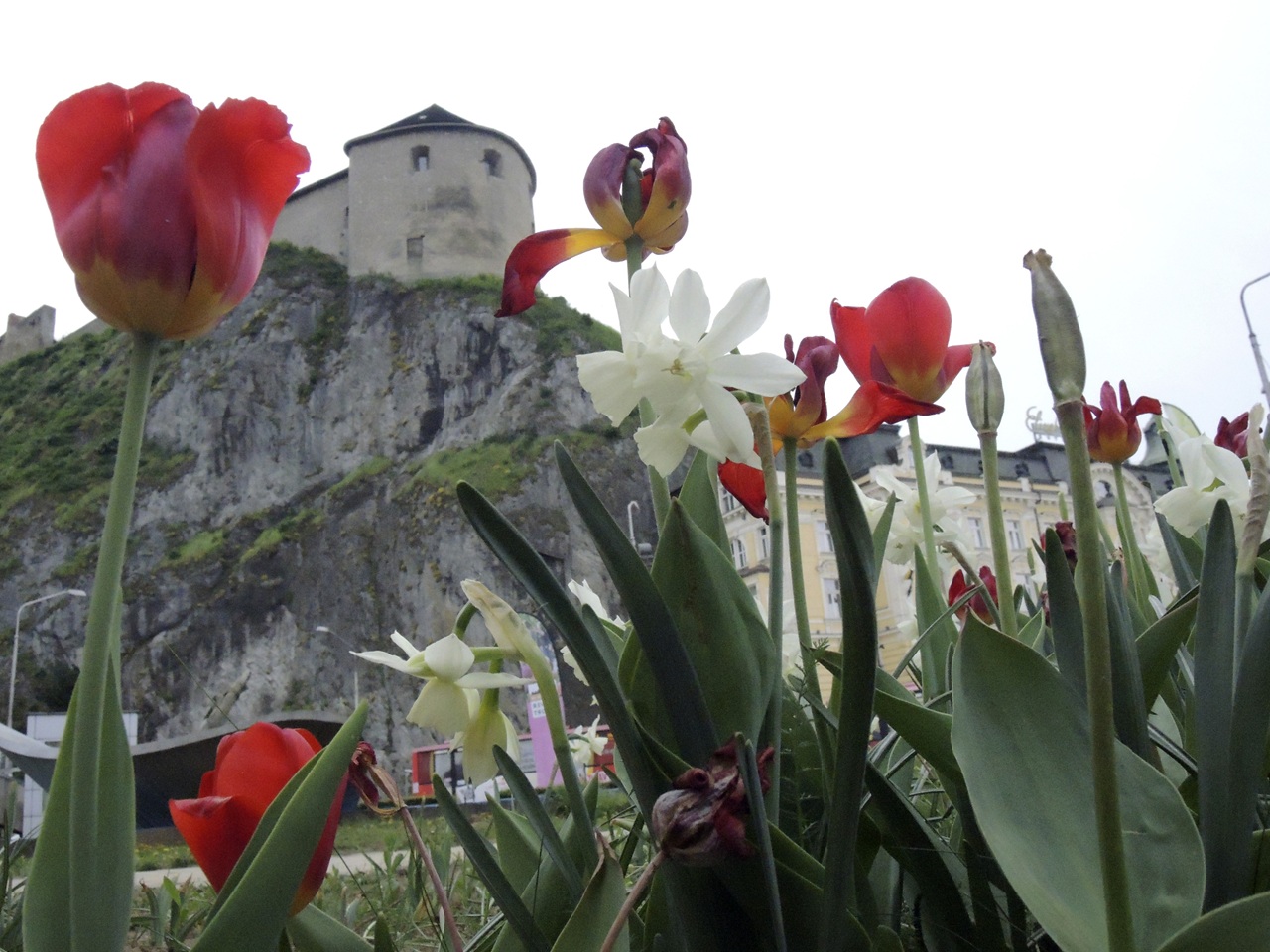 Trenčín výsadba