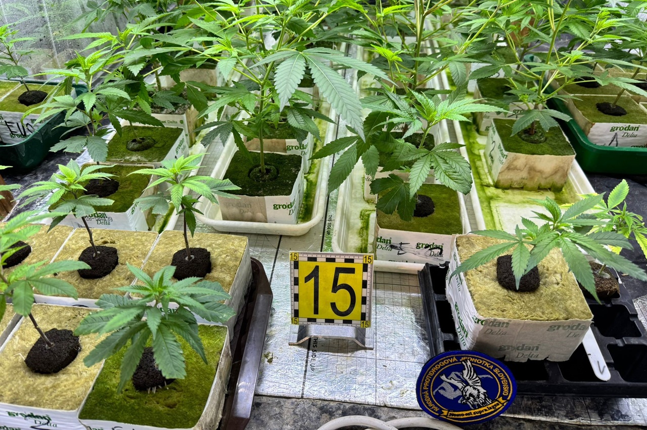 polícia marihuana