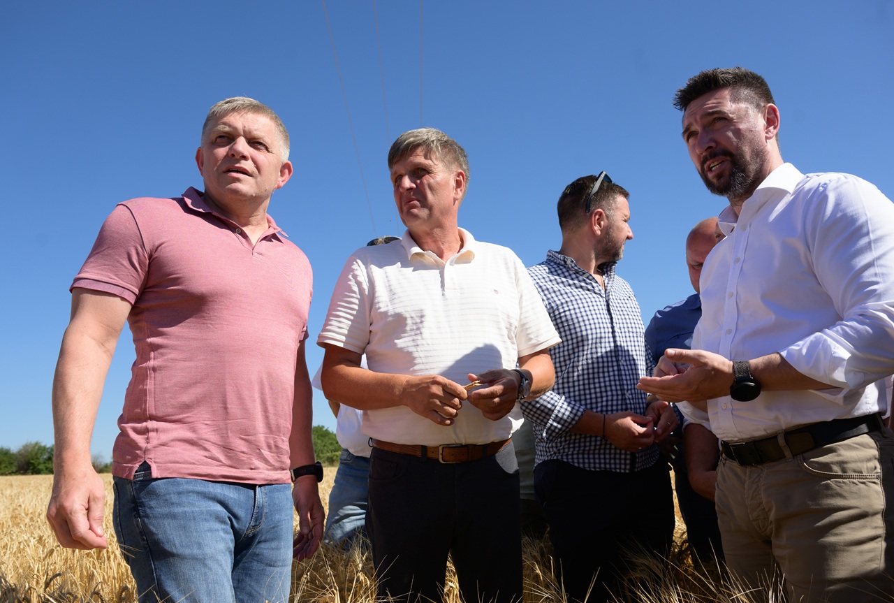 Fico žatva obilie zrno
