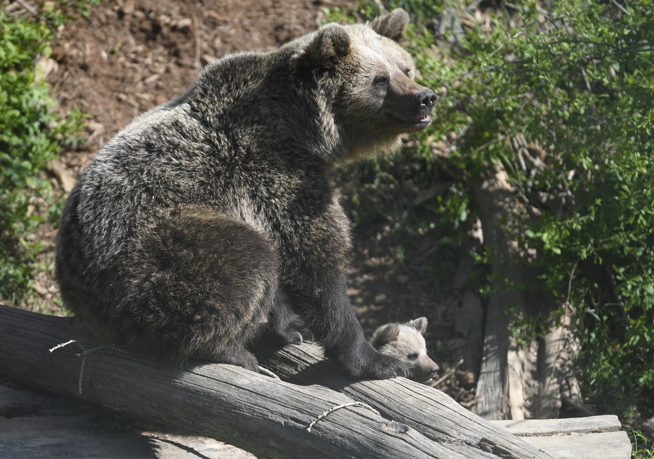 Košice ZOO medvede