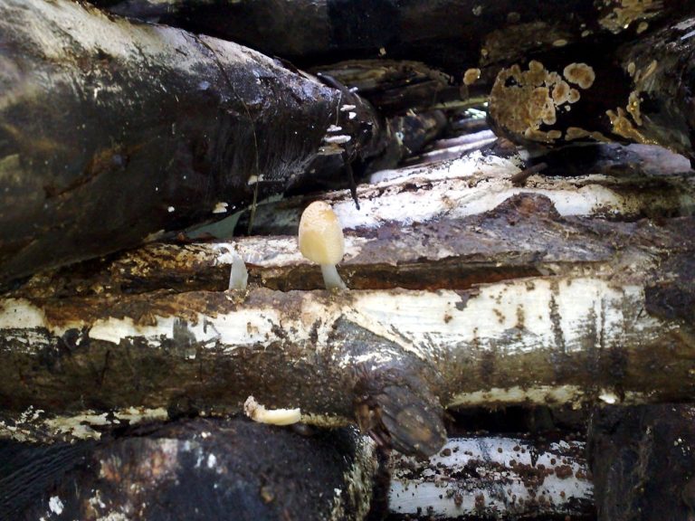shiitake