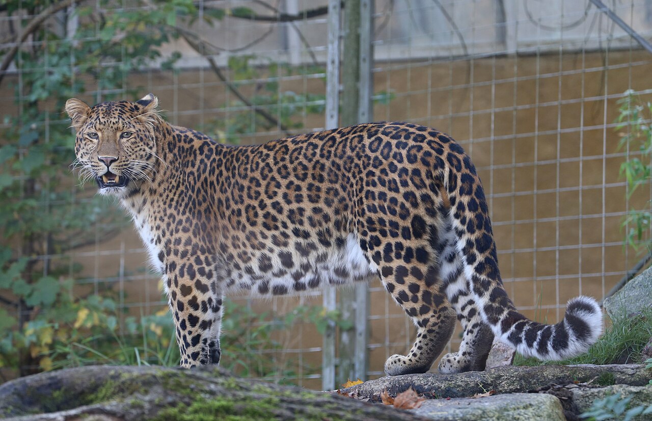 leopard